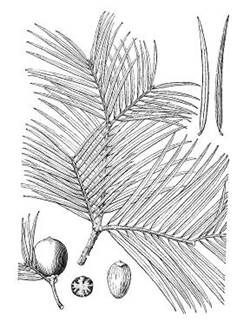 图66 长叶榧 Torreya jackii