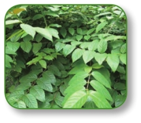 pagenumber_ebook=240,pagenumber_book=227