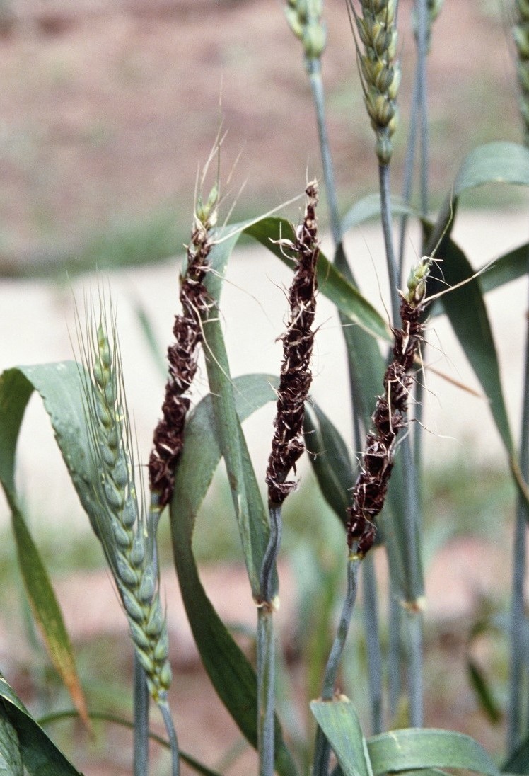 a. 小麦秆黑粉病 b. 小麦散黑穗病 c. 小麦赤霉病 d. 小麦白粉病