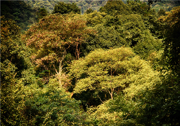 17--DSC_6799大团年村青龙首峡谷林间景色。 17--DSC_6799大团年村青龙首峡谷林间景色。.jpg