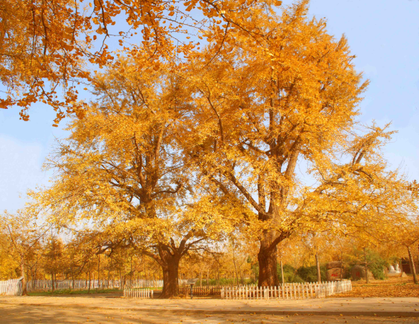 银杏.png?v=1765780852085