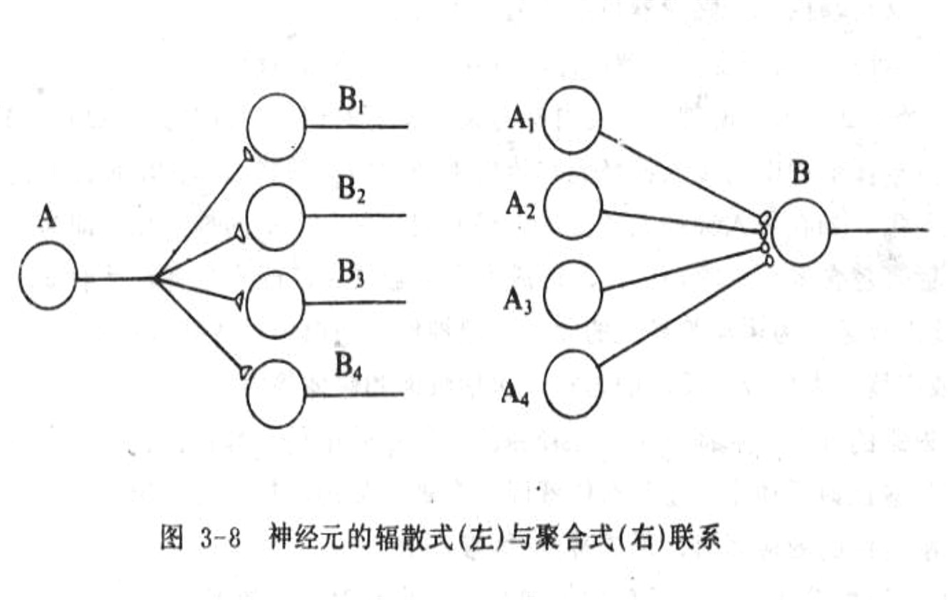 神经元的辐射式和聚合式联系.jpg
