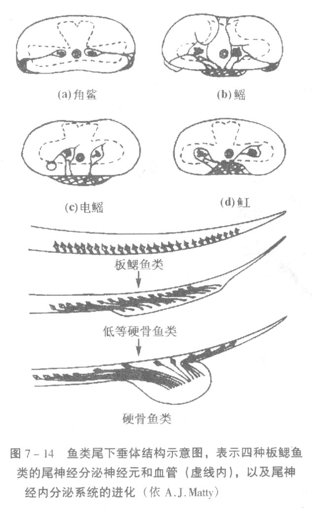鱼类尾垂体结构示意图.jpg