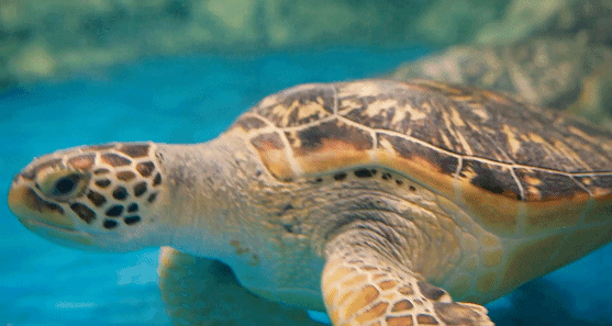 微信图片_20210930103827 微信图片_20210930103827.gif