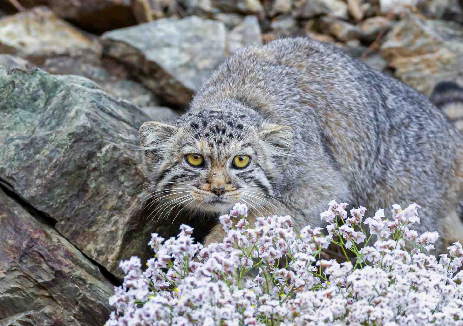 007dll2Jly4h6owdevq4hj316k0u00vp