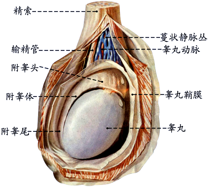 睾丸1.jpg