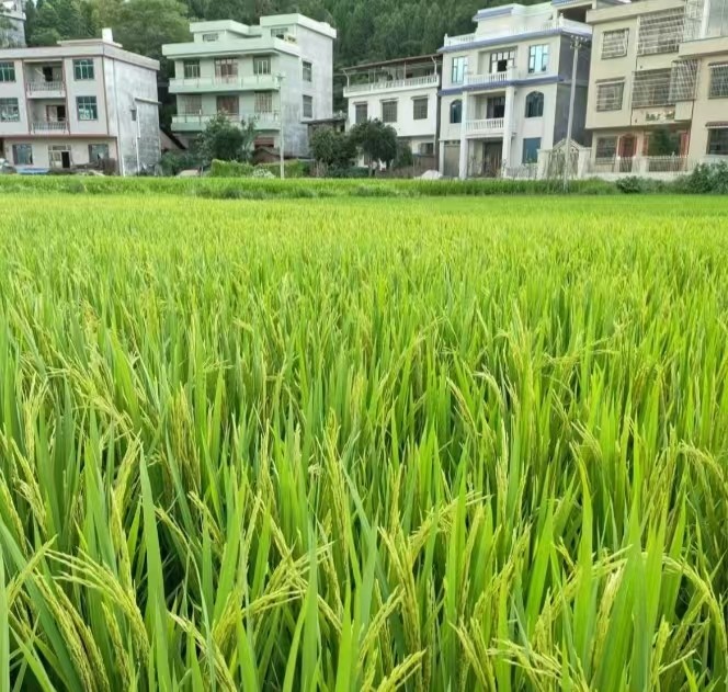 ec2529f21f031a5bc84b30ca65db478