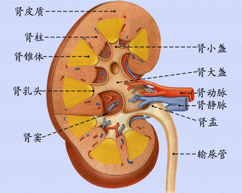 肾的剖面结构.png