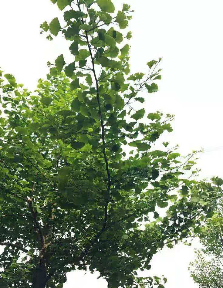 c6290116491465910edbb0091eaf81a