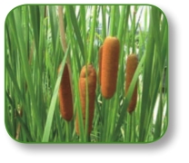 pagenumber_ebook=169,pagenumber_book=156