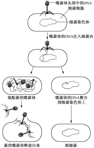 width=275,height=433,dpi=110