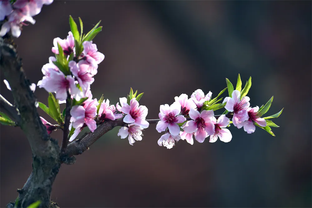 春花 (46) 春花 (46).png