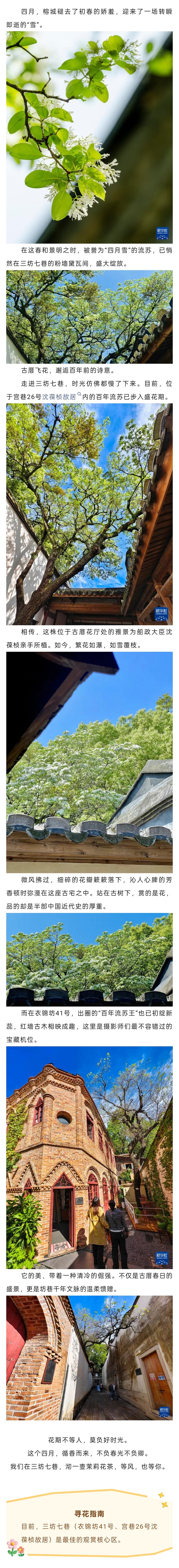 20260407【资讯】流苏花开了！三坊七巷向你发出春日邀约2jpg