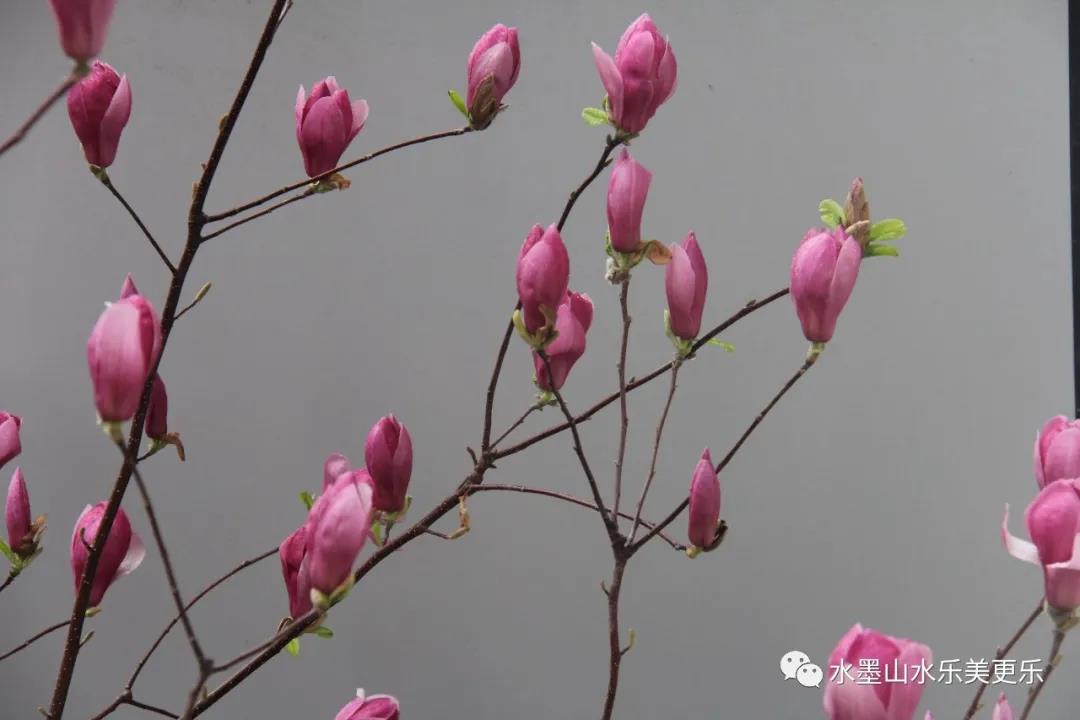 微信图片_20210404214031