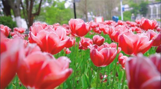 微信图片_20220320180510 微信图片_20220320180510.png