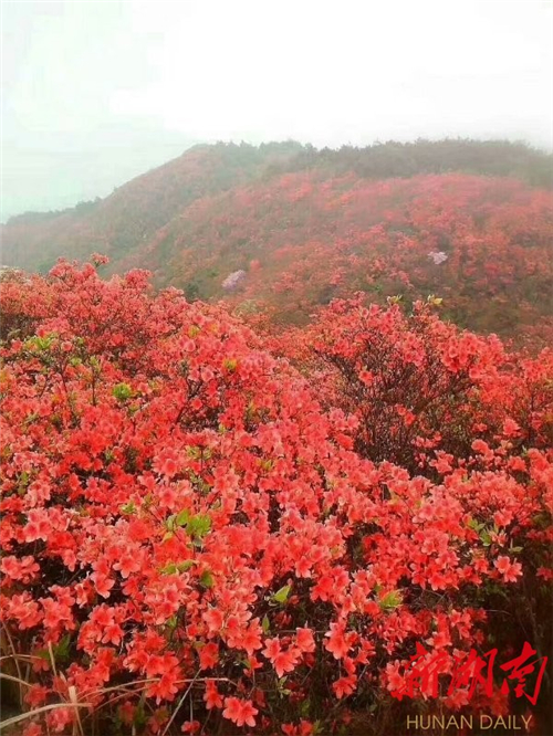 201804241400564291 201804241400564291.jpg