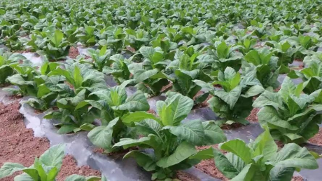 图片 11 图片 11.png