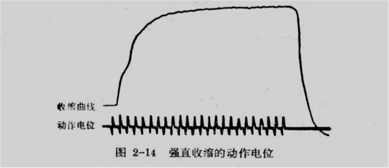 强直收缩的动作电位.jpg