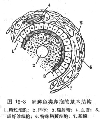 鲑鳟鱼类卵泡的基本结构.jpg