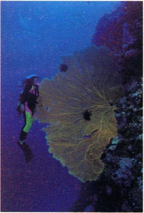 pagenumber_ebook=119,pagenumber_book=110