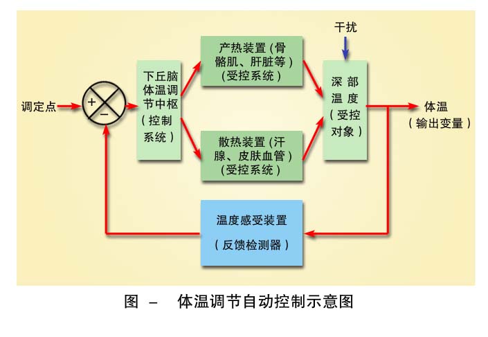 9-体温调节自动控制示意图 .jpg