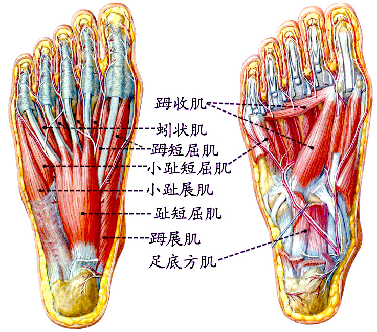 足肌.jpg