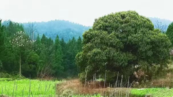 微信图片_20241213111304