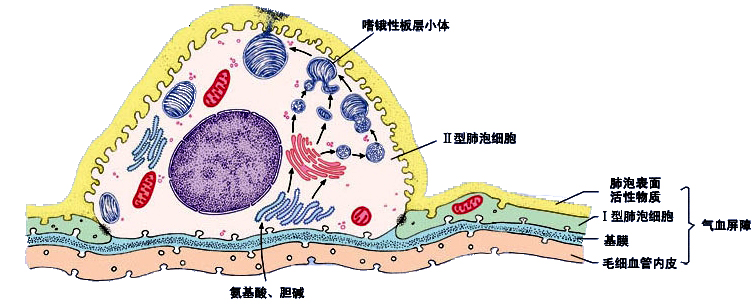 肺泡上皮.jpg