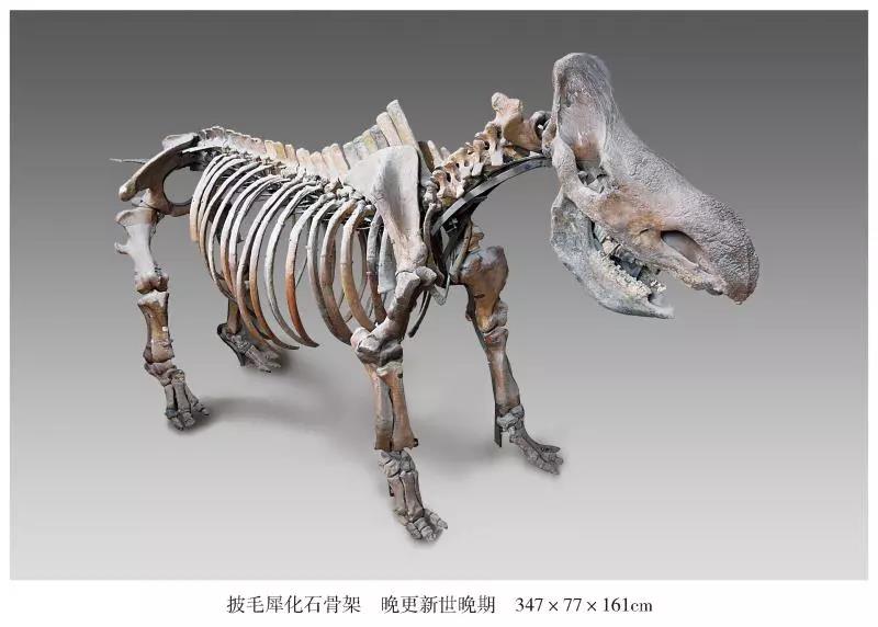 披毛犀2 披毛犀2.jpg