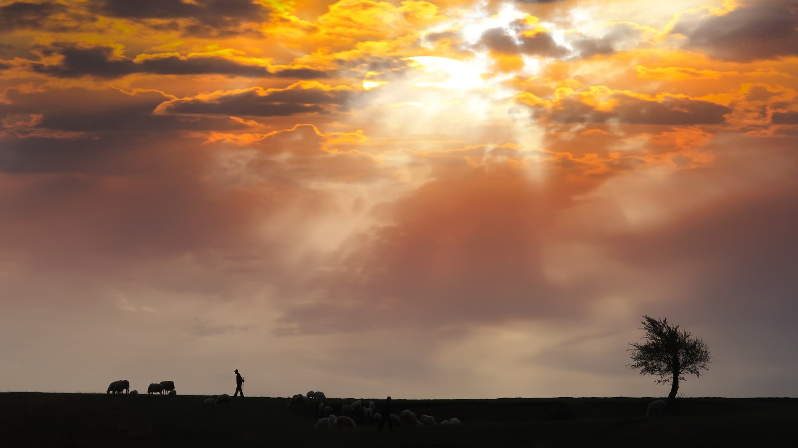 《晨曦》王俊华