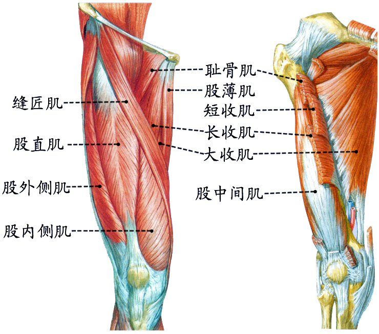 下肢肌2.jpg
