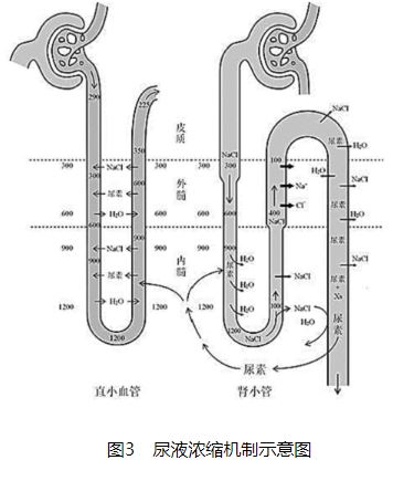图3 尿液浓缩机制示意图.JPG