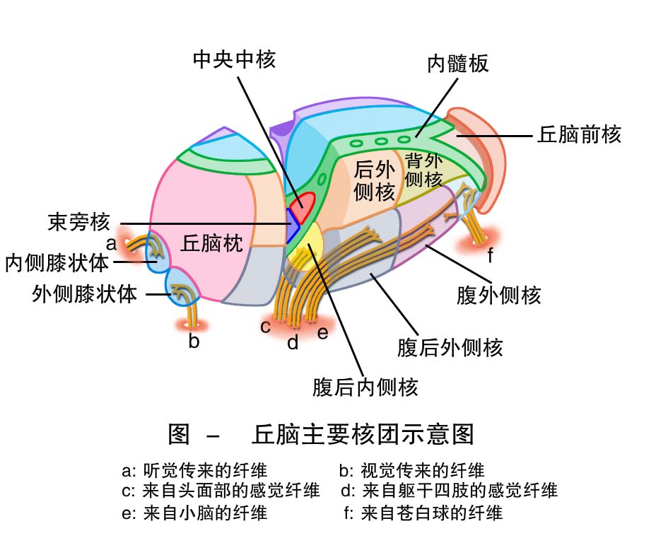 15-丘脑主要核团示意图 .jpg