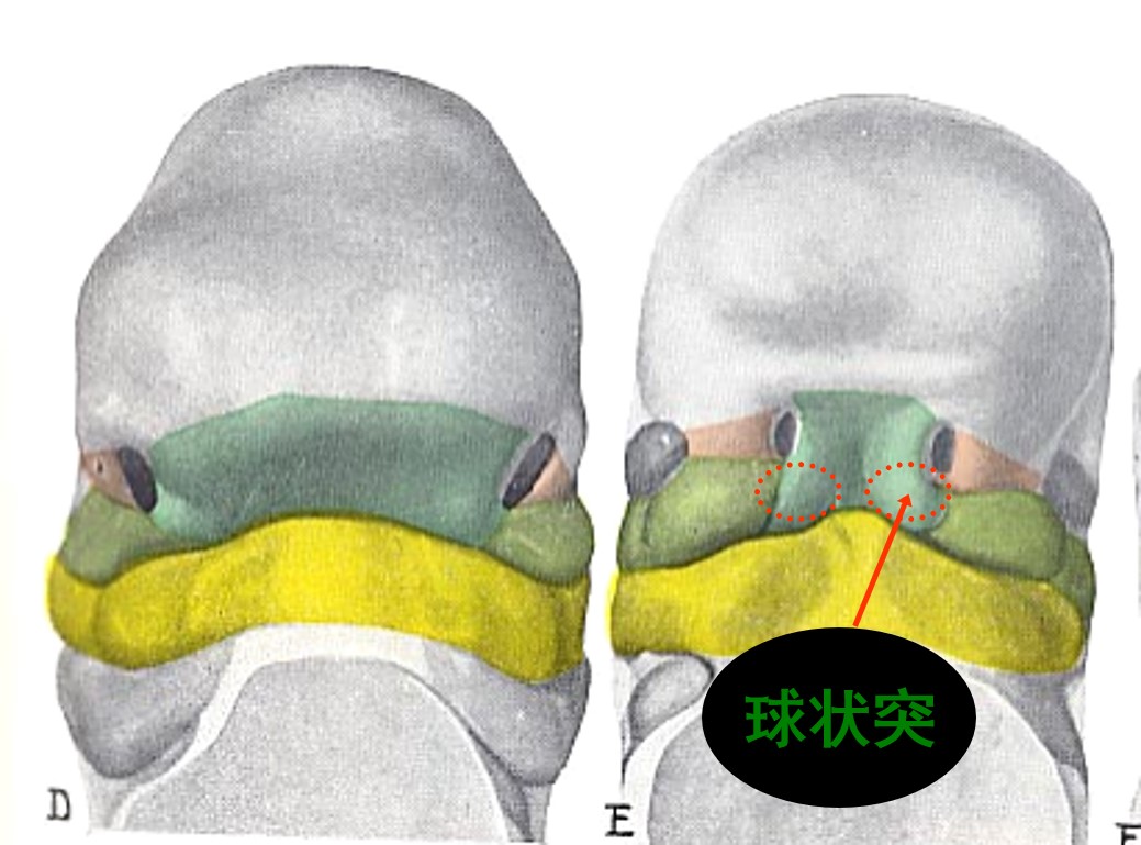 1.2-5 胚胎第5周面突的分化.jpg