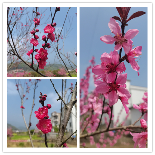 787_副本 787_副本.jpg