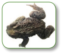 pagenumber_ebook=250,pagenumber_book=237