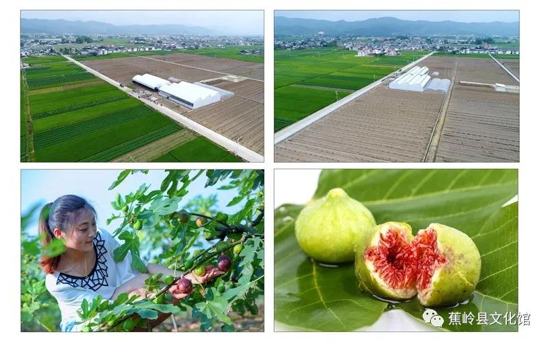 12 12.jpg?v=1765891042459