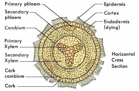 根的次生结构.jpg