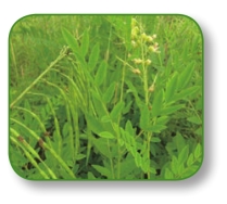 pagenumber_ebook=50,pagenumber_book=37