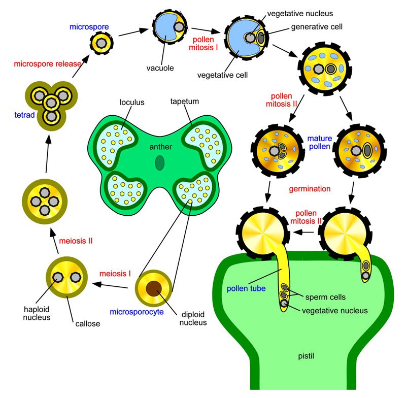 花粉粒的发育1.jpg