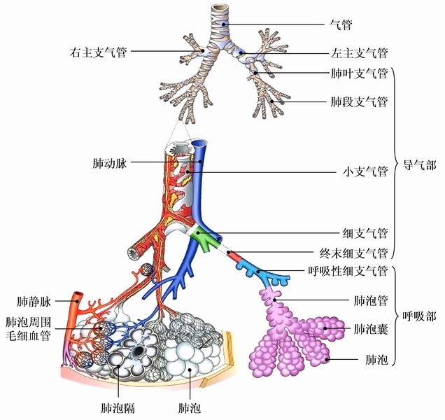 7-19肺内结构模式图.jpg