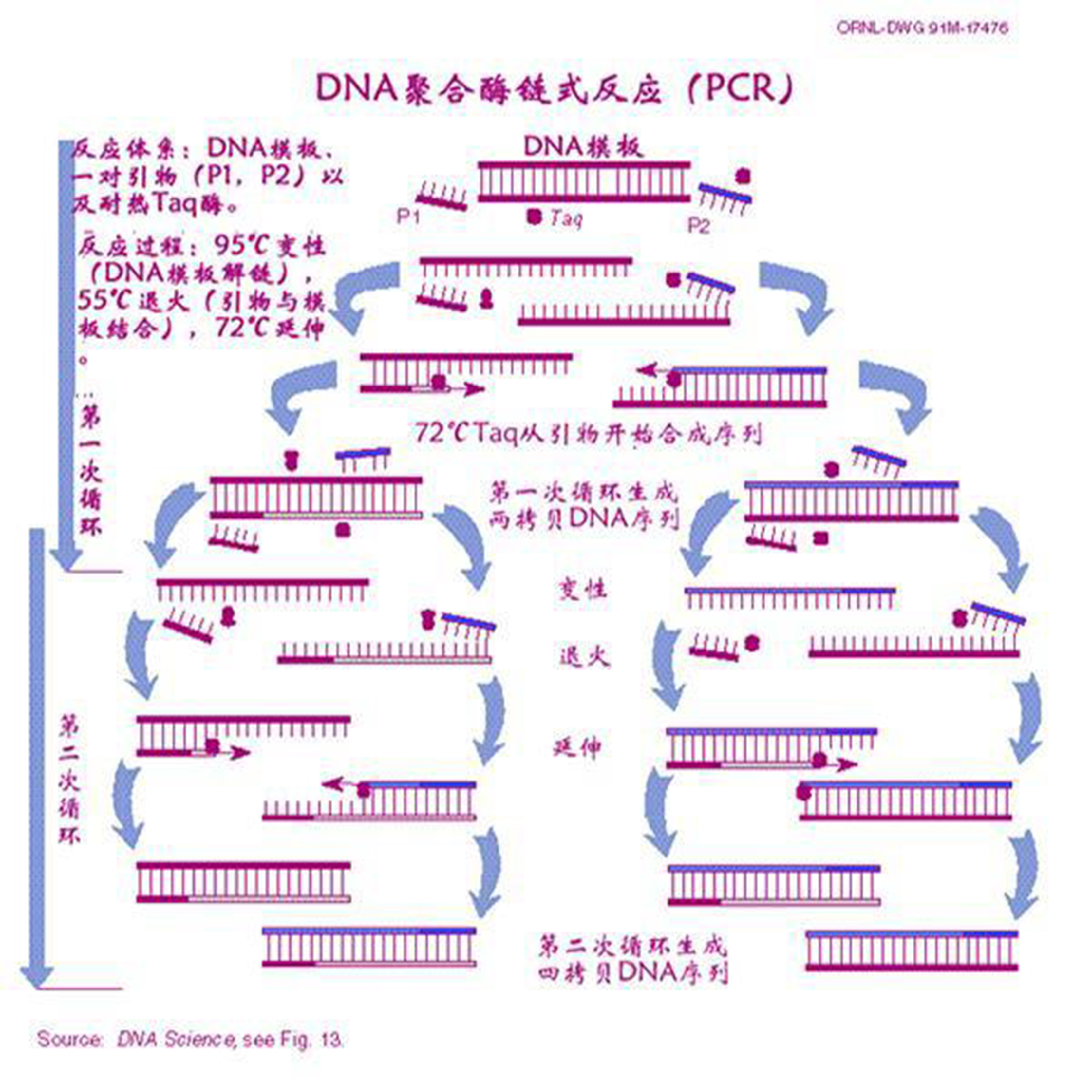 pcr原理是什么_pcr原理示意图(3)