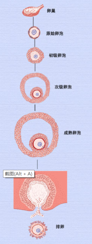 卵子的发生.png