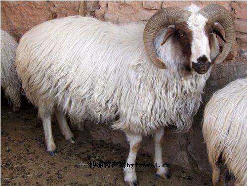 C2.jpg?v=1763520667027