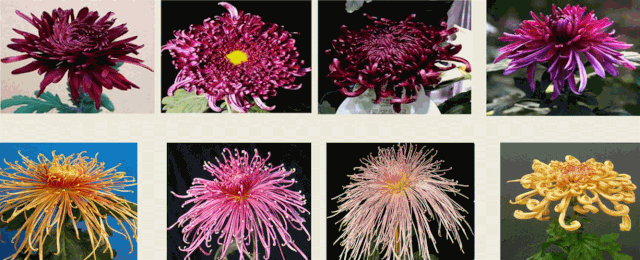 微信图片_20210922092328 微信图片_20210922092328.gif