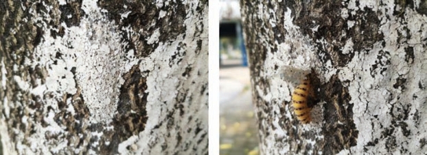 pagenumber_ebook=63,pagenumber_book=55