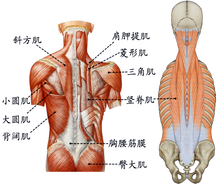 背肌.jpg