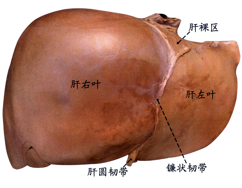 肝上面.jpg