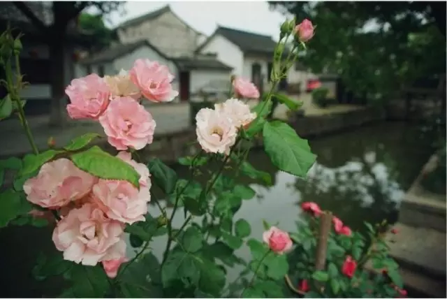 20180122171230_ljuytn81p5 20180122171230_ljuytn81p5.png?v=1762008261159