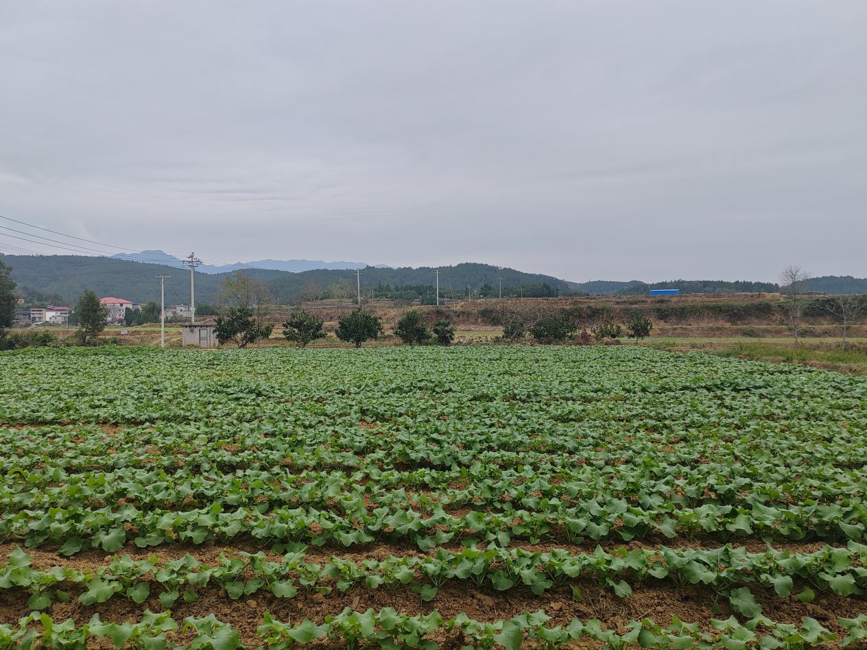 图片11 图片11.jpg